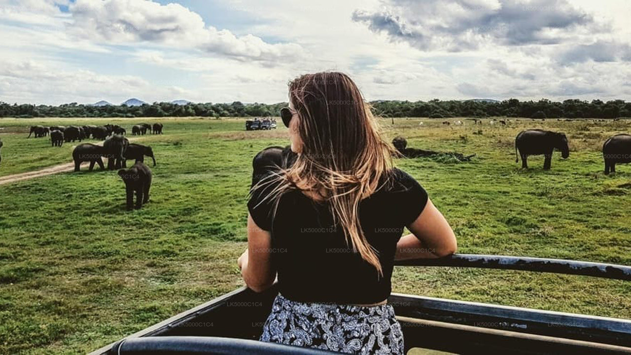 Tour privado de Ella a Hiriketiya con Udawalawe Safari
