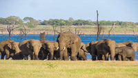 Safari compartido en el Parque Nacional Kaudulla