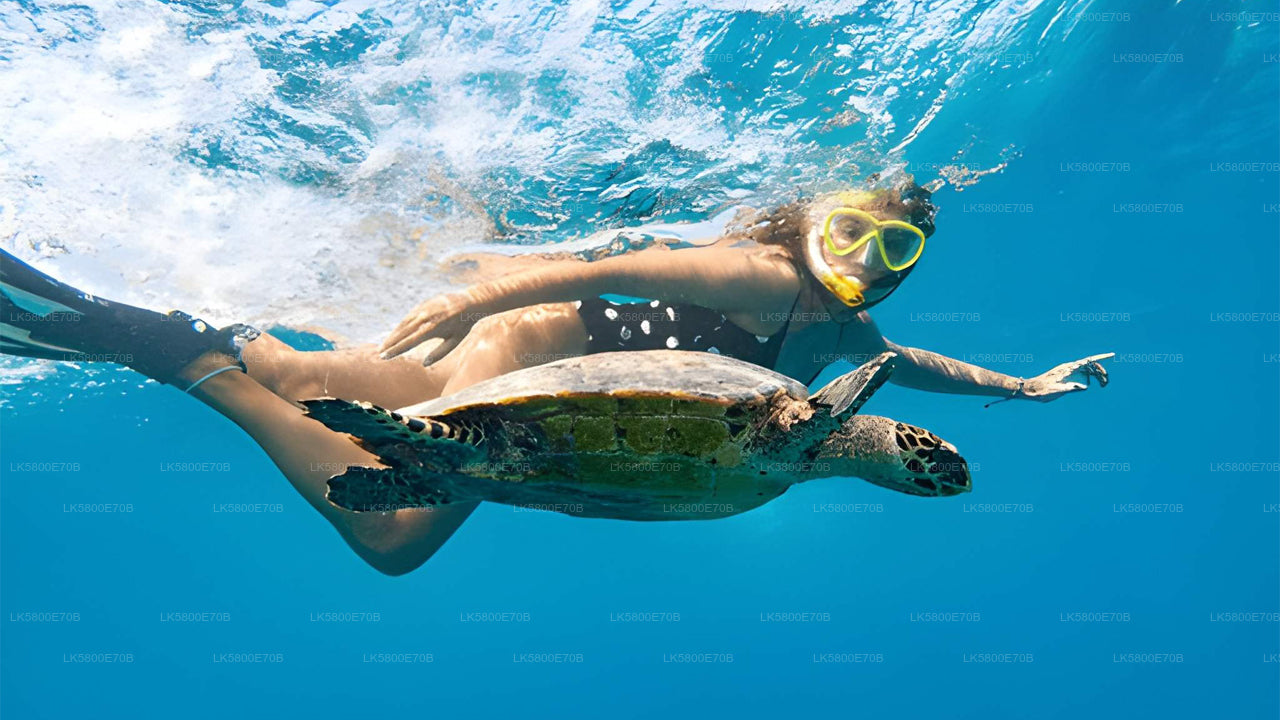Snorkel con tortugas marinas desde Pigeon Island