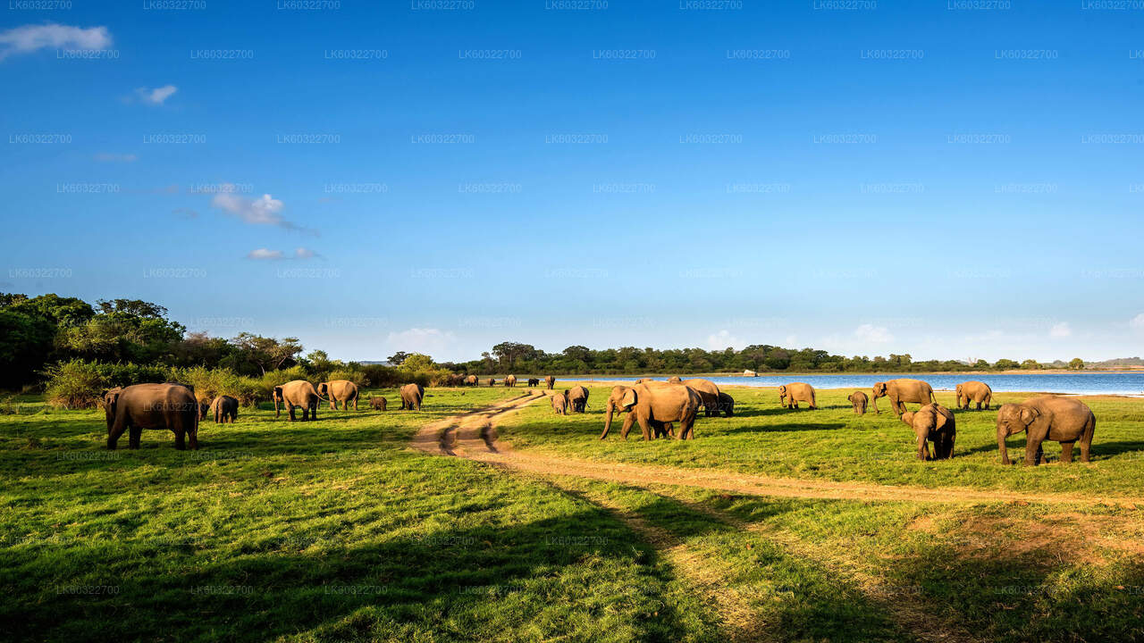 Safari por el Parque Nacional Minneriya desde Habarana
