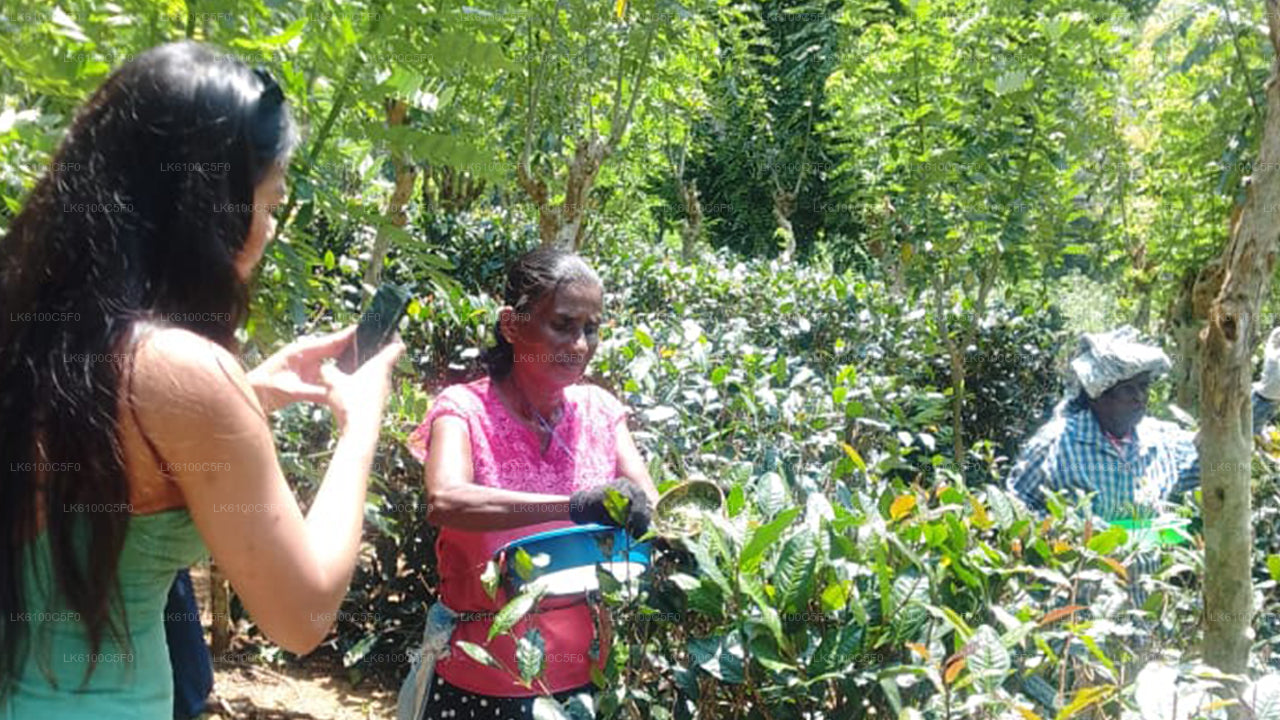 Explora las joyas ocultas de Galle y cena con los lugareños