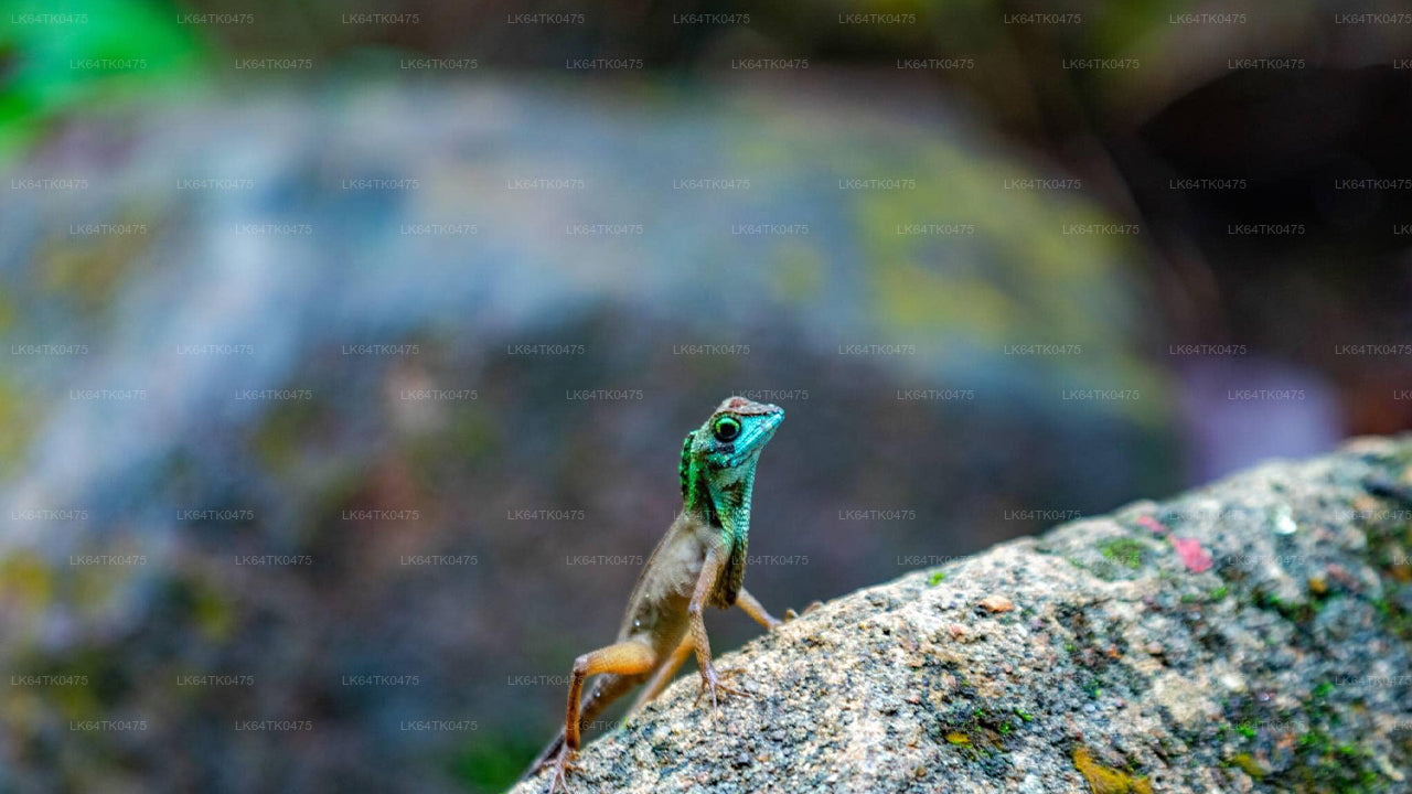 Observación de aves desde la selva tropical de Sinharaja