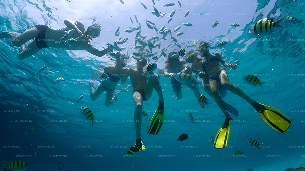 Experiencia de crucero de 2 noches desde Mirissa en el Ocean Diamond
