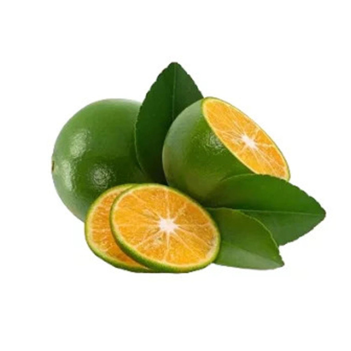 Lakpura® Calamansi (Thai Dehi) Plant