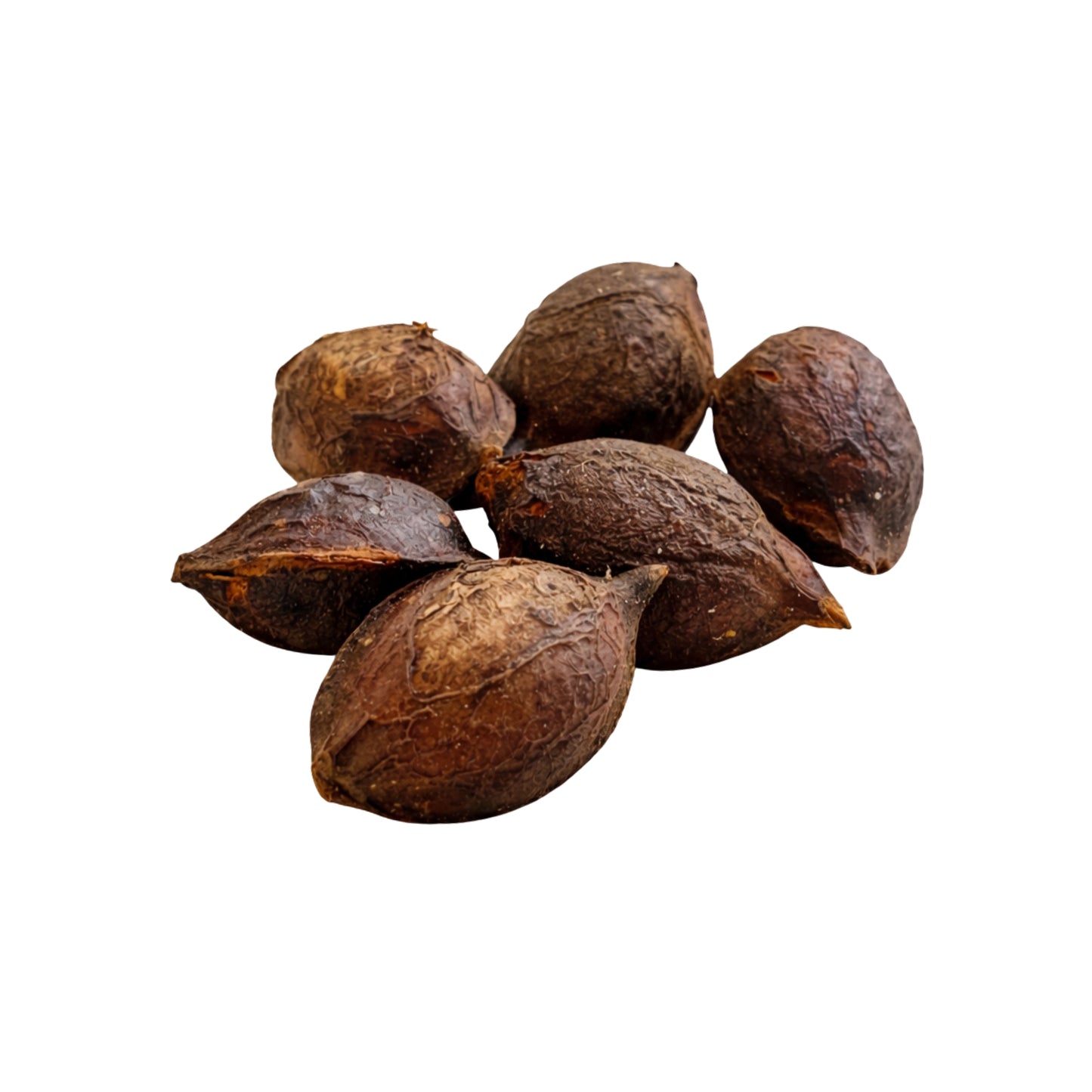 Lakpura® Terminalia Catappa (Kottamba) Semilla Entera