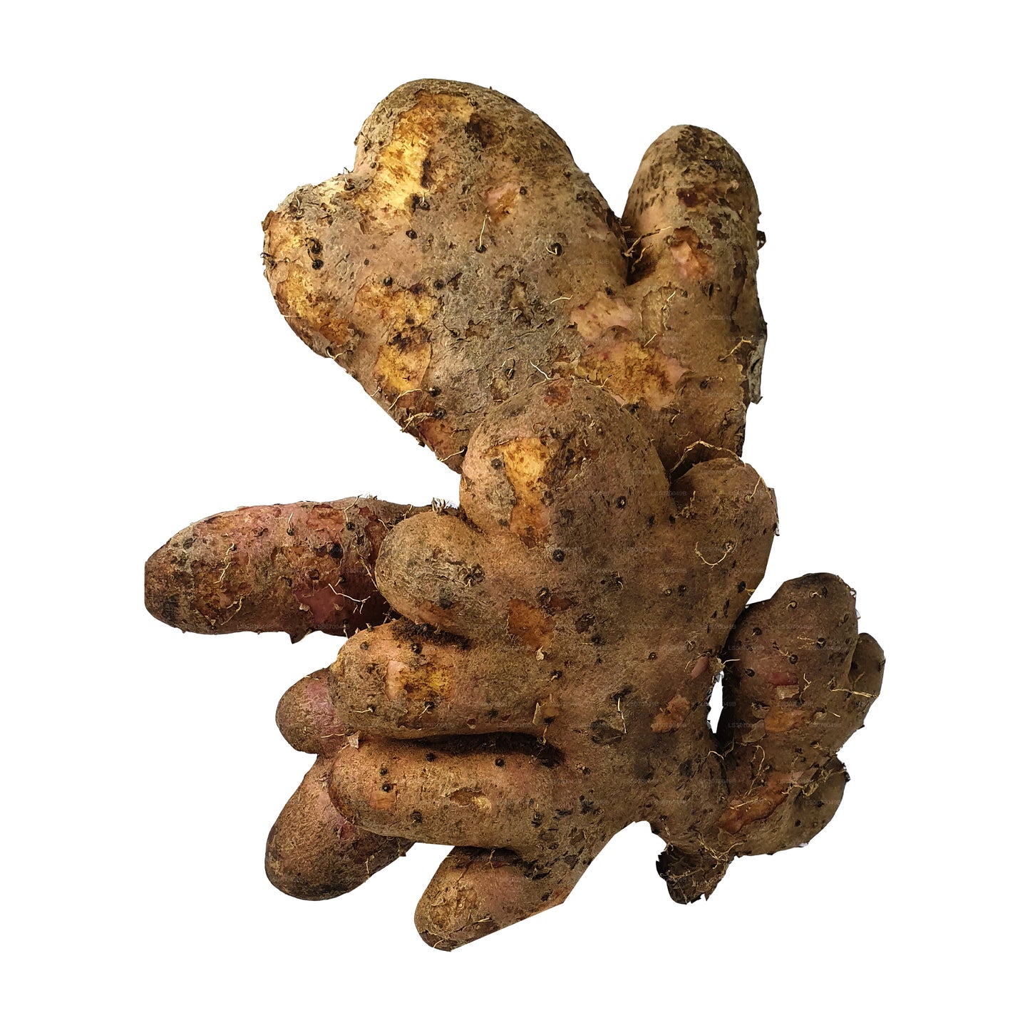 Jamón Lakpura Hingurala