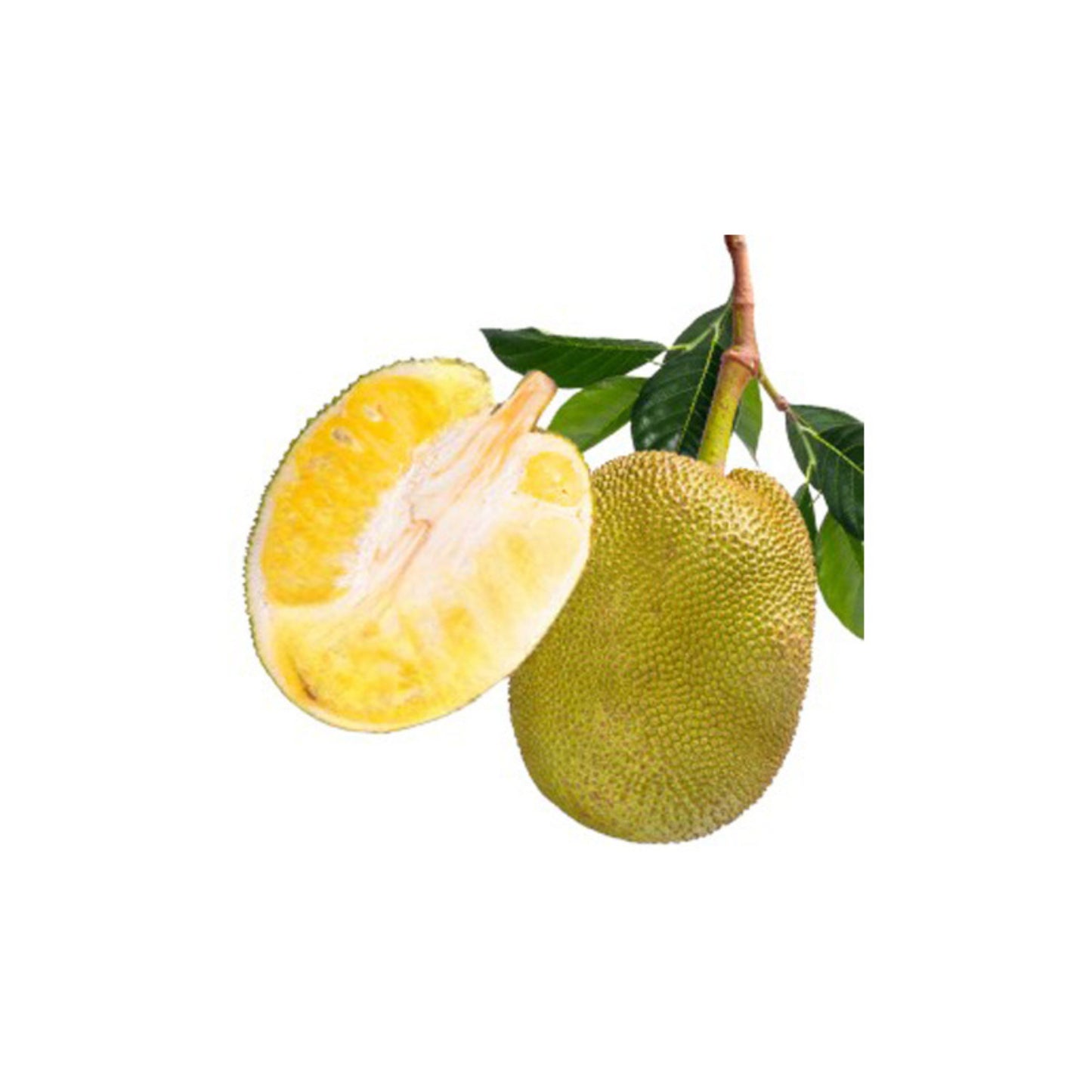 Lakpura® Malaysian Seedless Jackfruit Plant