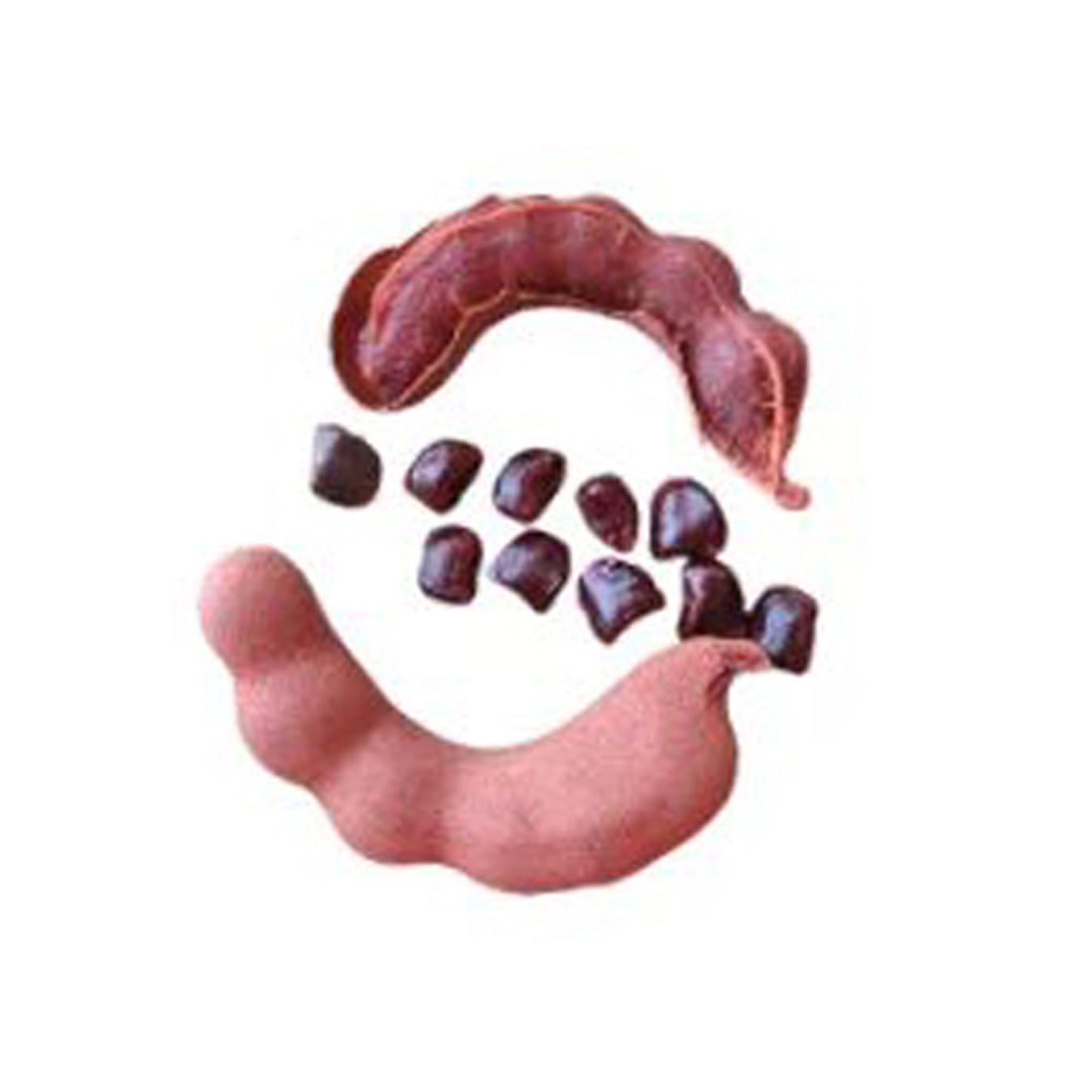 Planta frutal de tamarindo dulce Lakpura