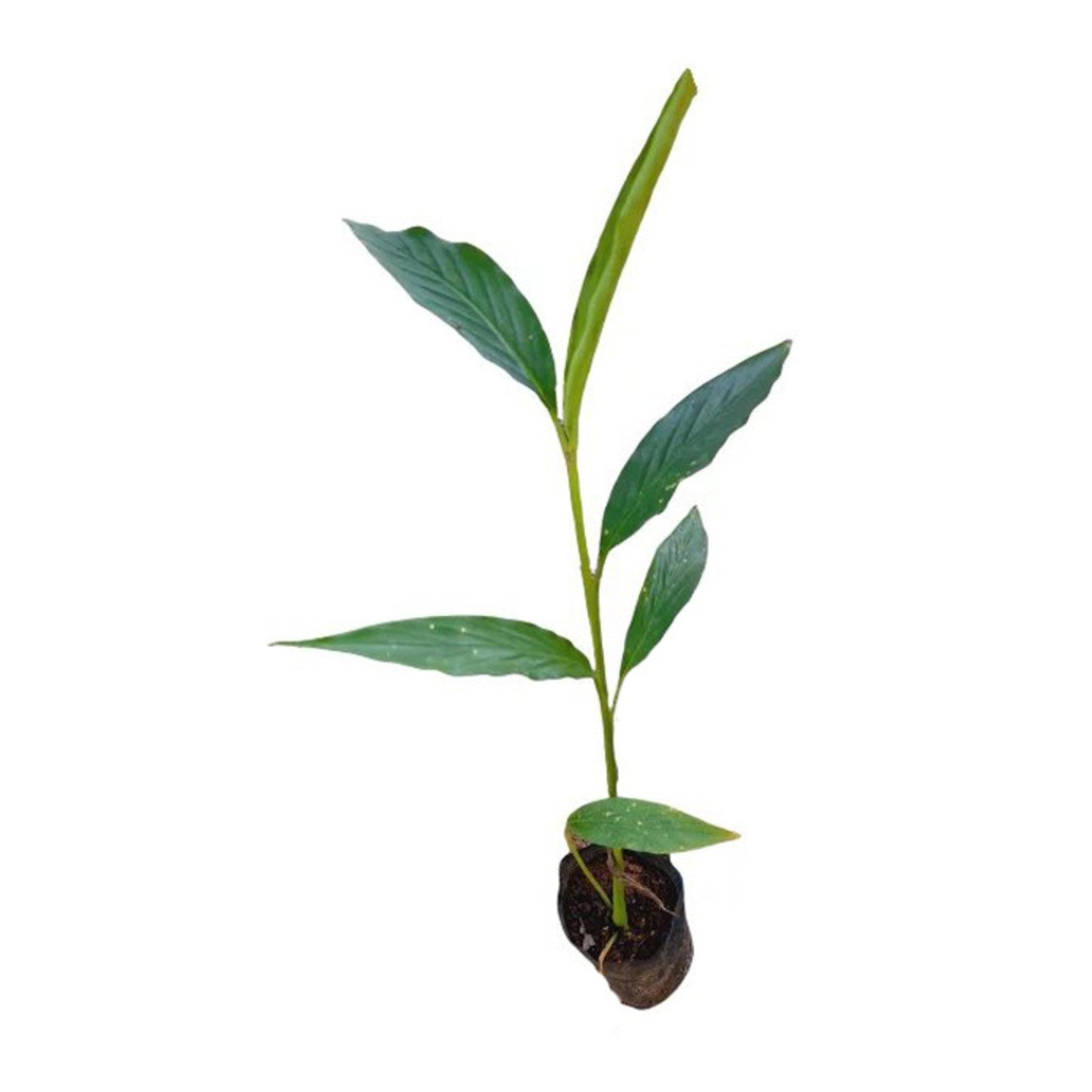 Lakpura® Cardamom Plant