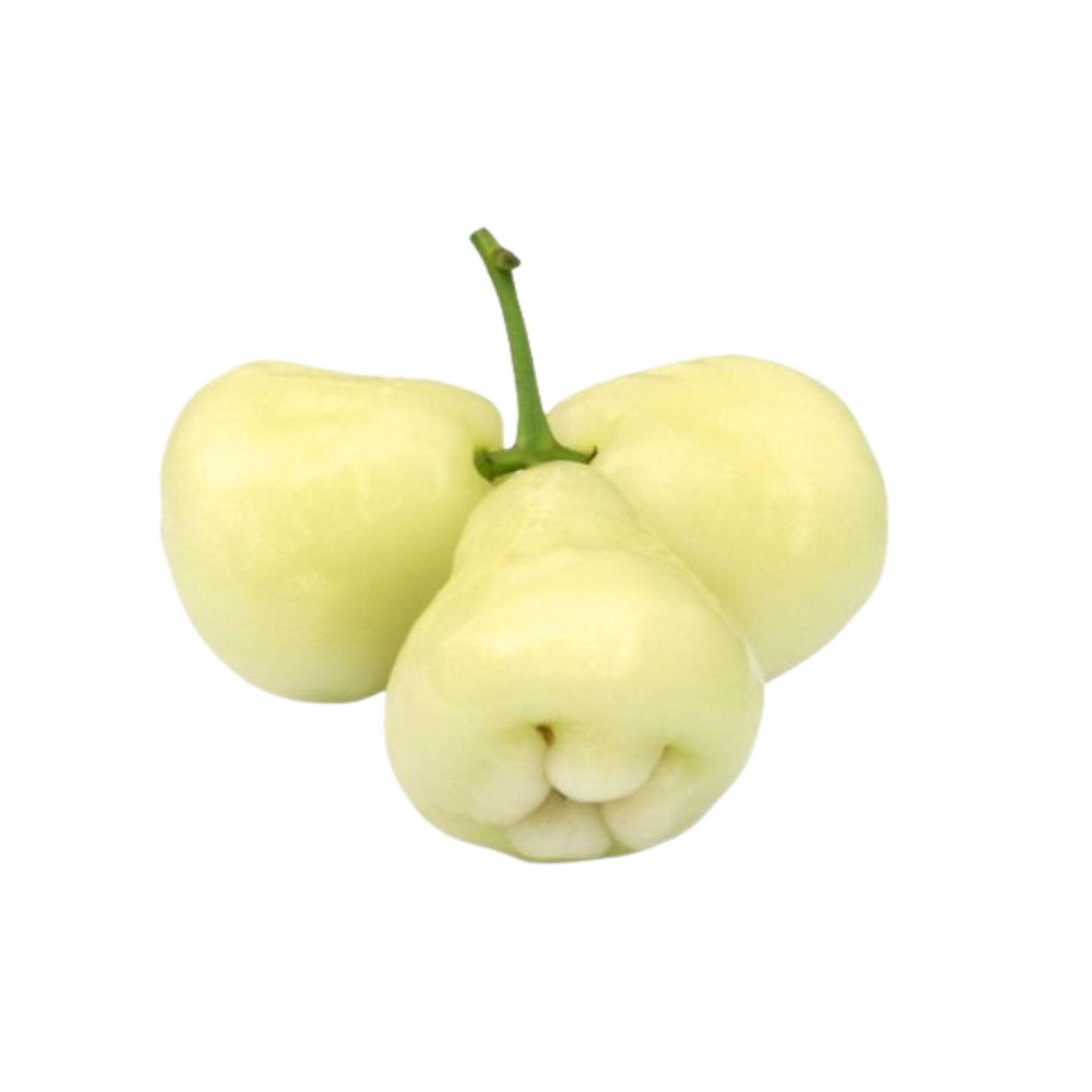 Planta de manzana rosa blanca Lakpura®