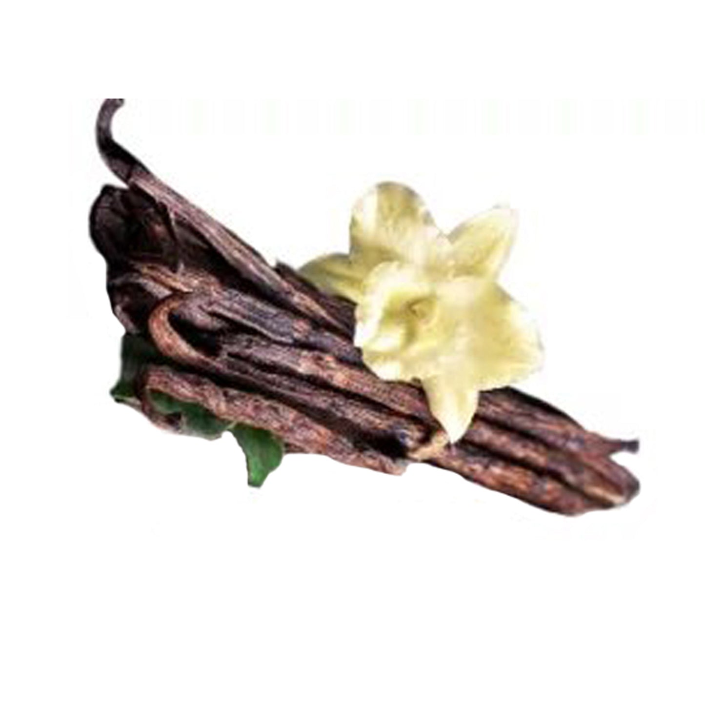 Vainilla () Plantas de especias