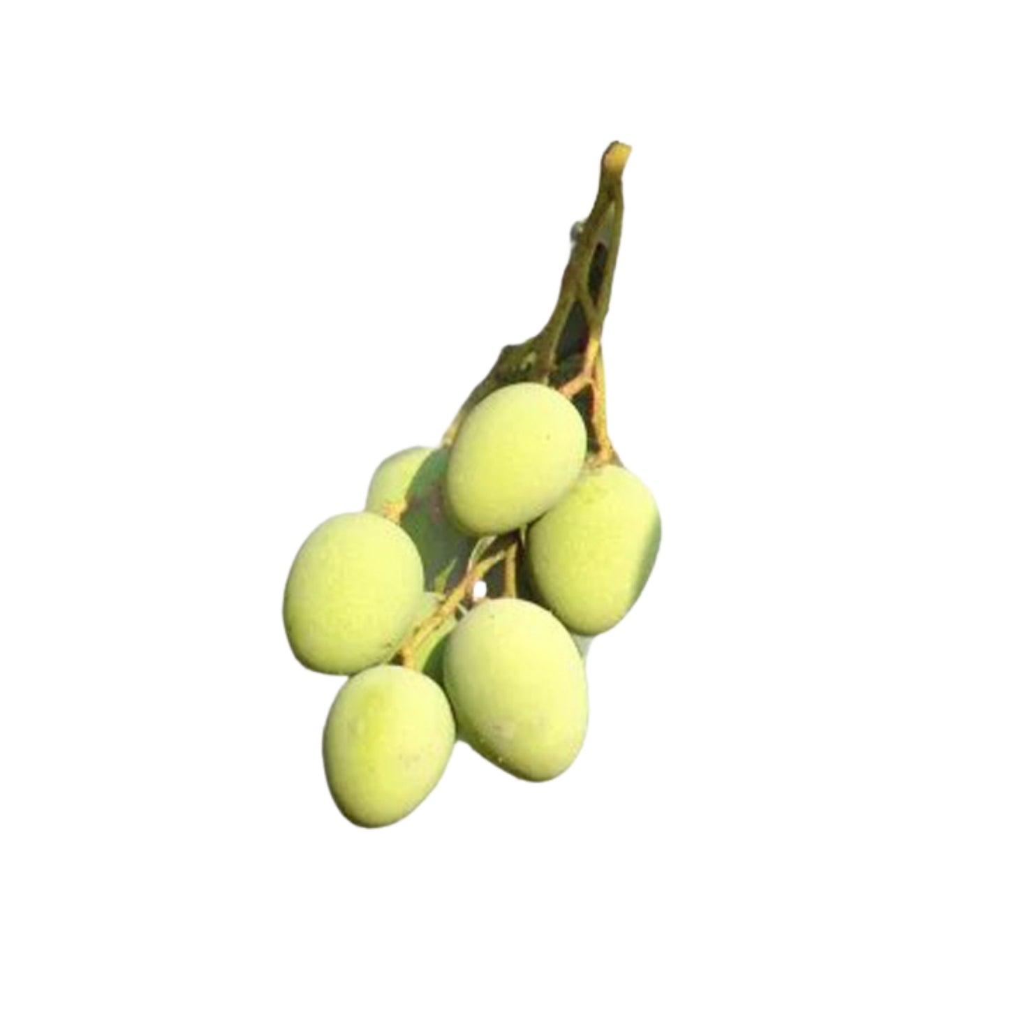 Planta sin semillas (mango de mar) Lakpura® Bandaranayake