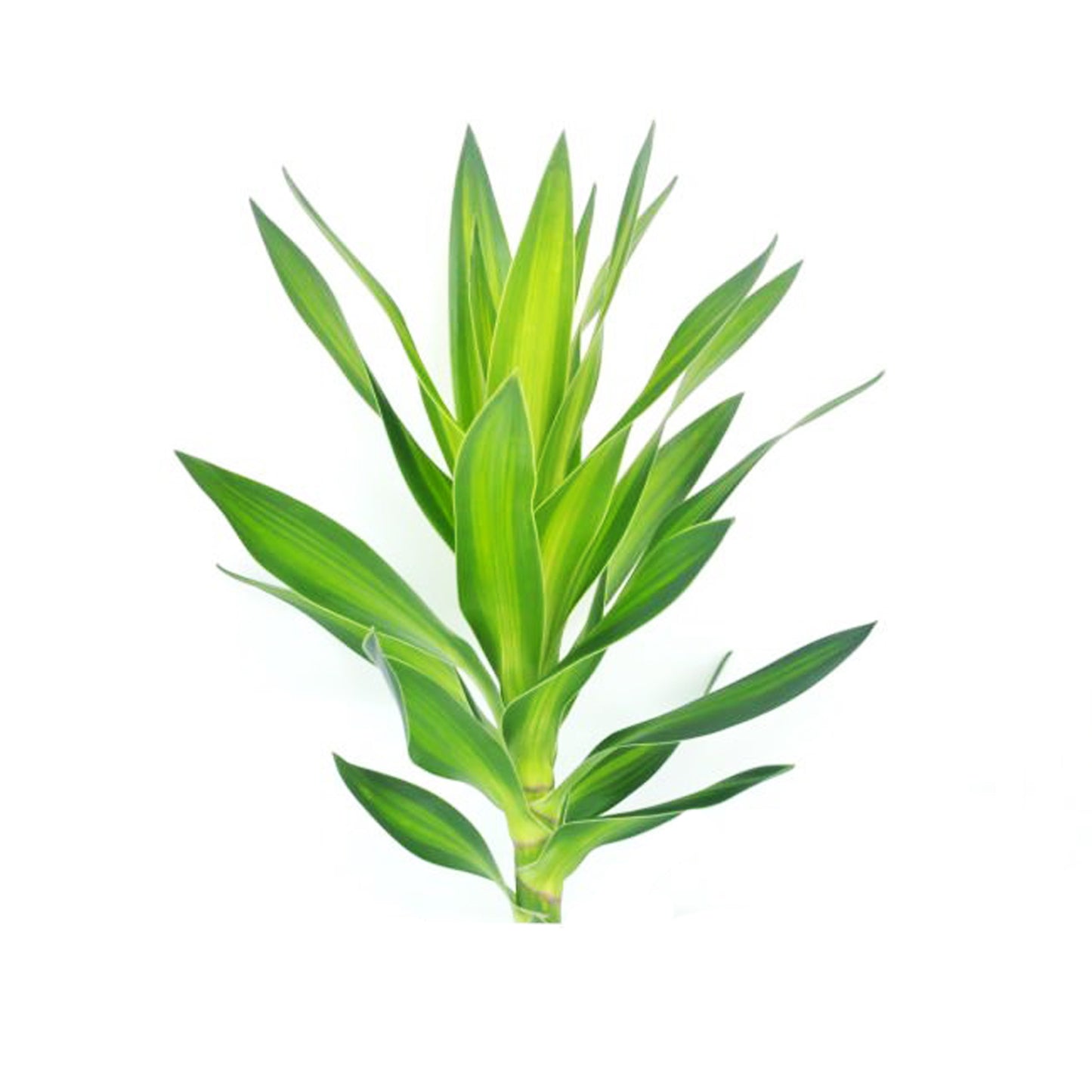 Lakpura Dracaena Reflexa «Verde» (50 hojas), tamaño mediano
