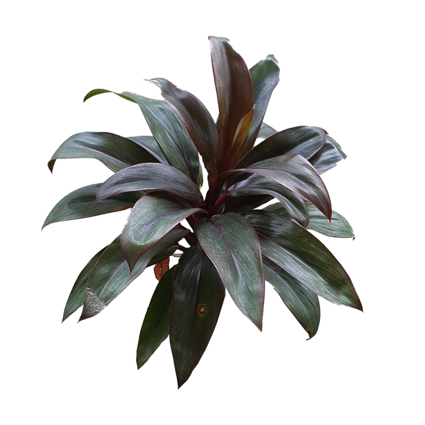 Hojas compactas púrpuras Lakpura® de Dracaena, medianas