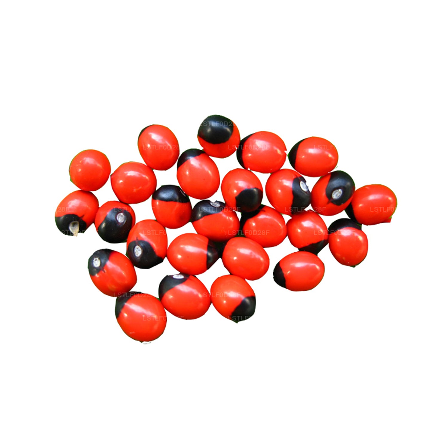 Semillas de Lakpura® Olinda (abrus marroquí)