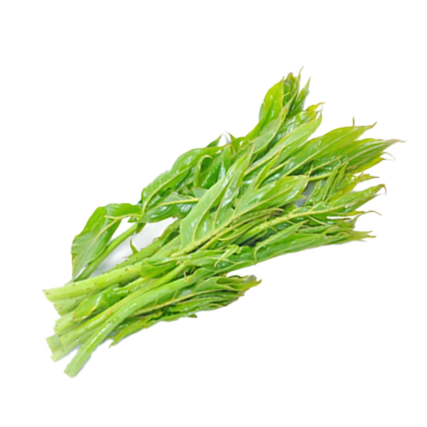 Hojas de Lakpura Kohila