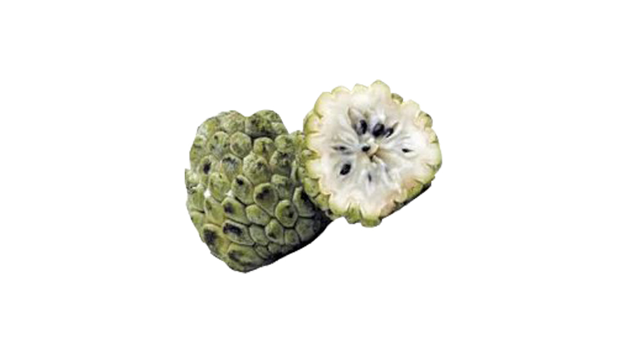 Lakpura Custard Apple (Seeni Anodha) Grafted Plant
