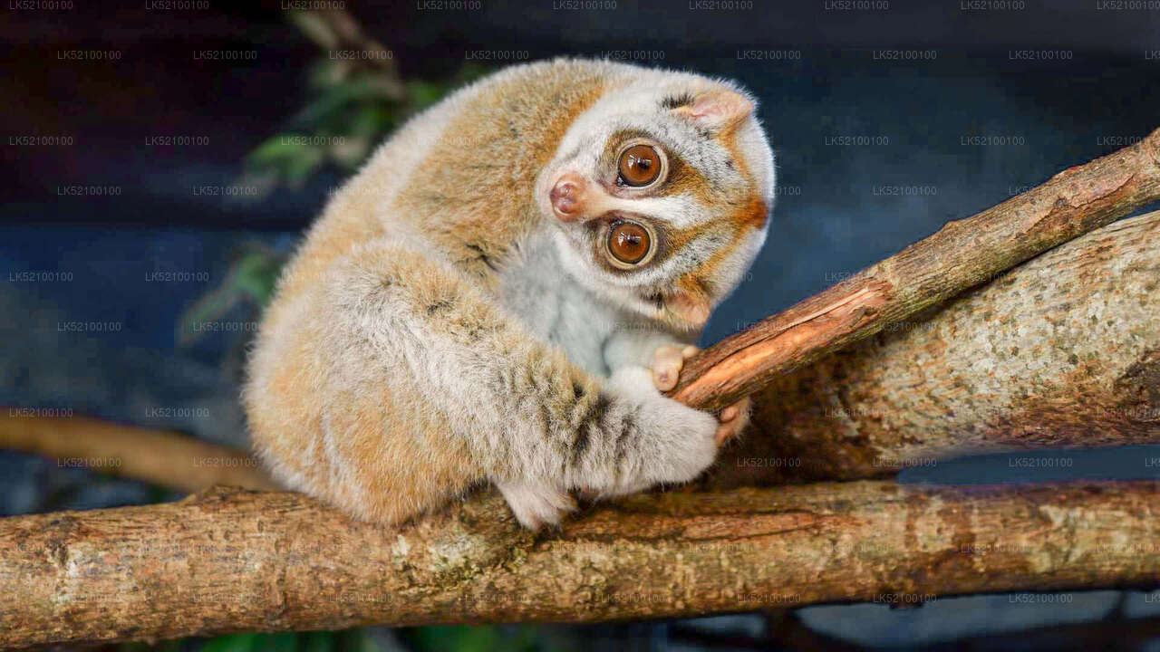 Loris observa desde Kitulgala