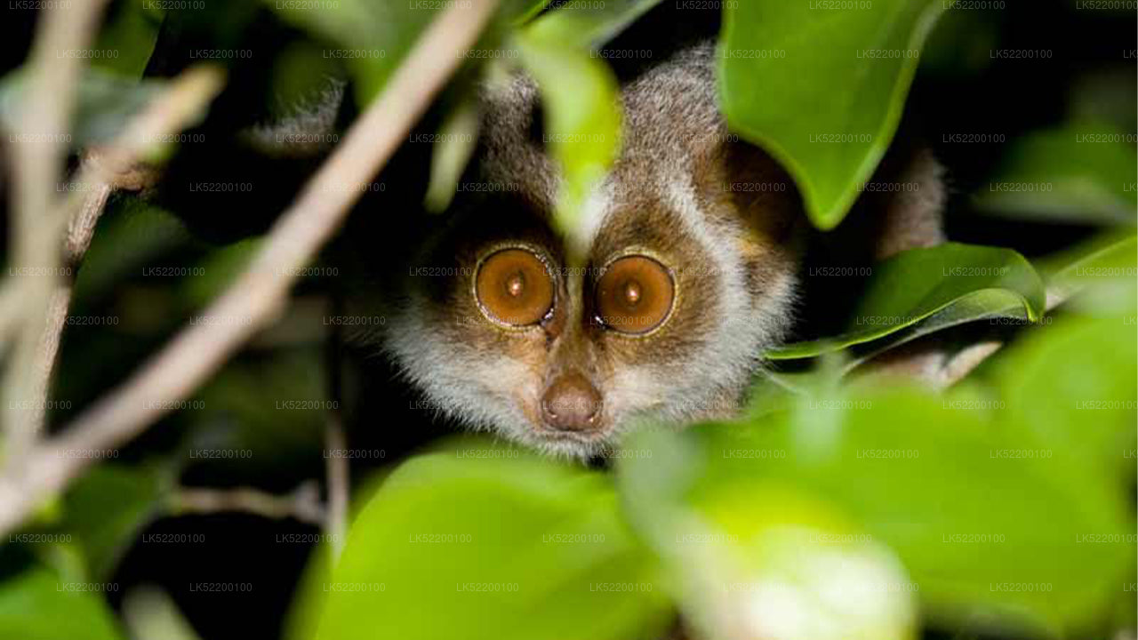 Loris observando desde Sigiriya