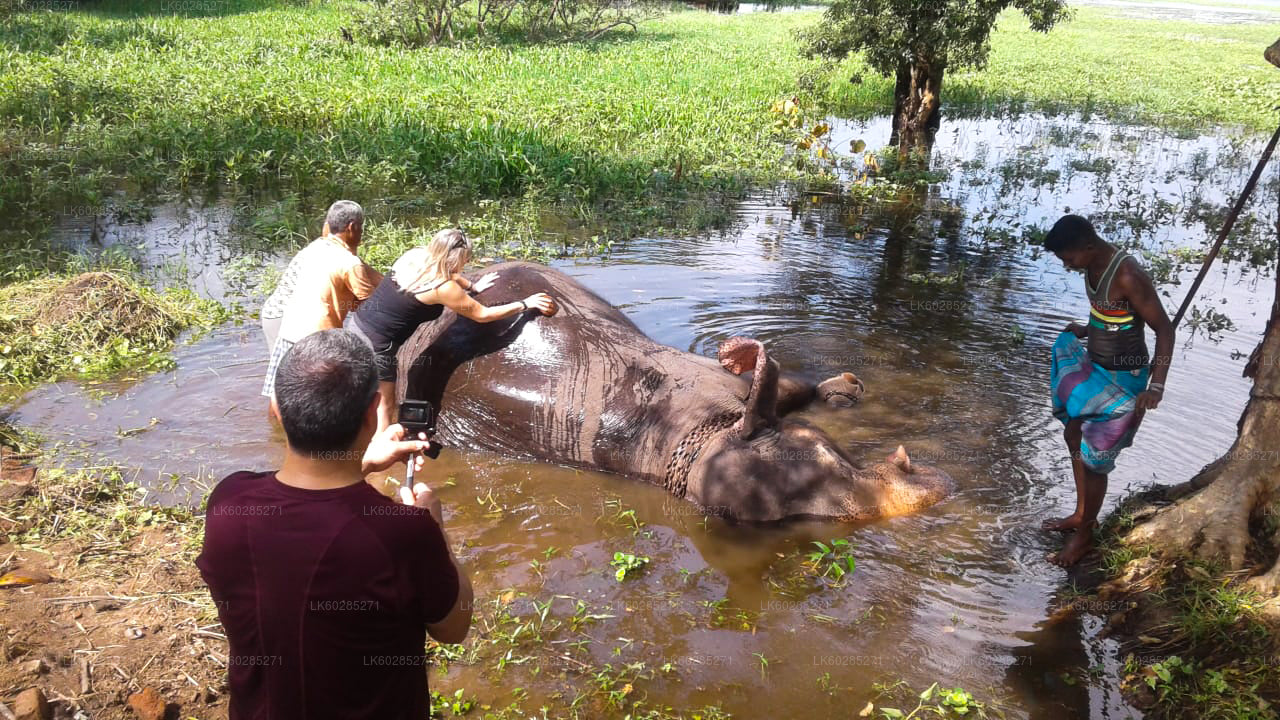 Safari a lomos de elefante desde Habarana