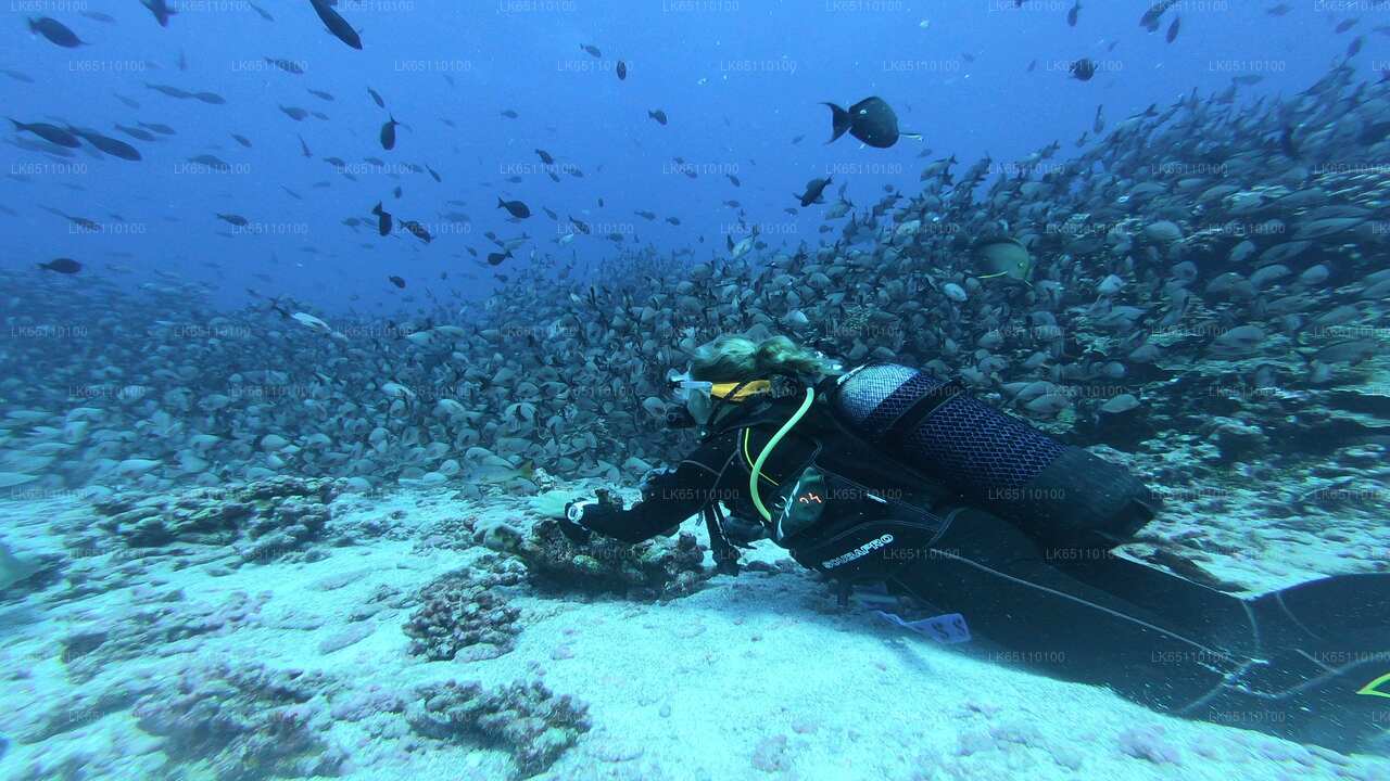 Buceo desde Hikkaduwa