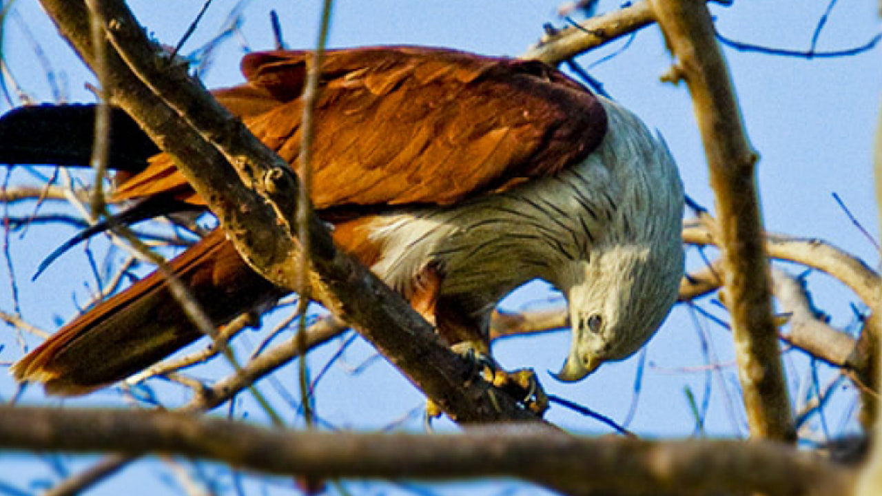 Boleto de entrada al Parque Nacional Minneriya