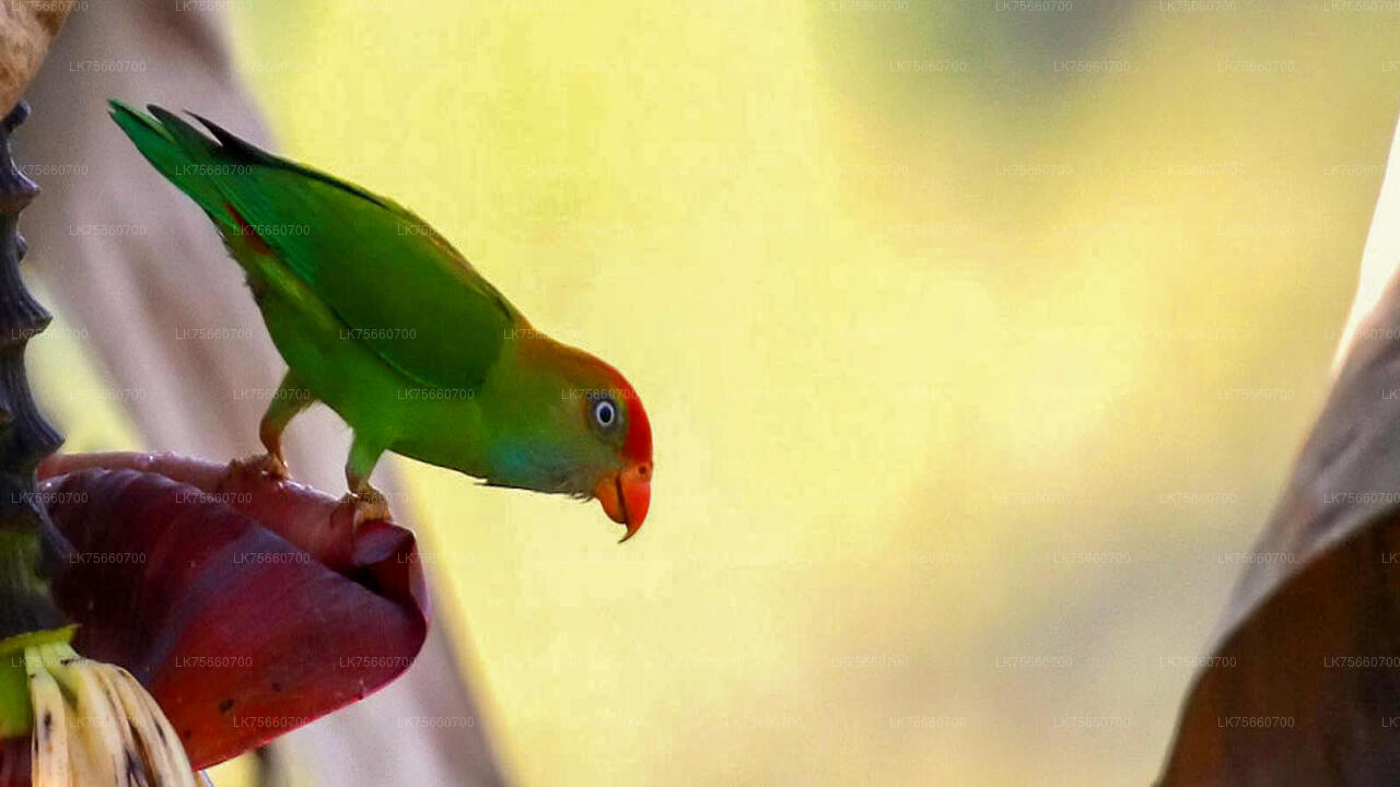 Birdwatching Trek at Anawilundawa Sanctuary from Mount Lavinia