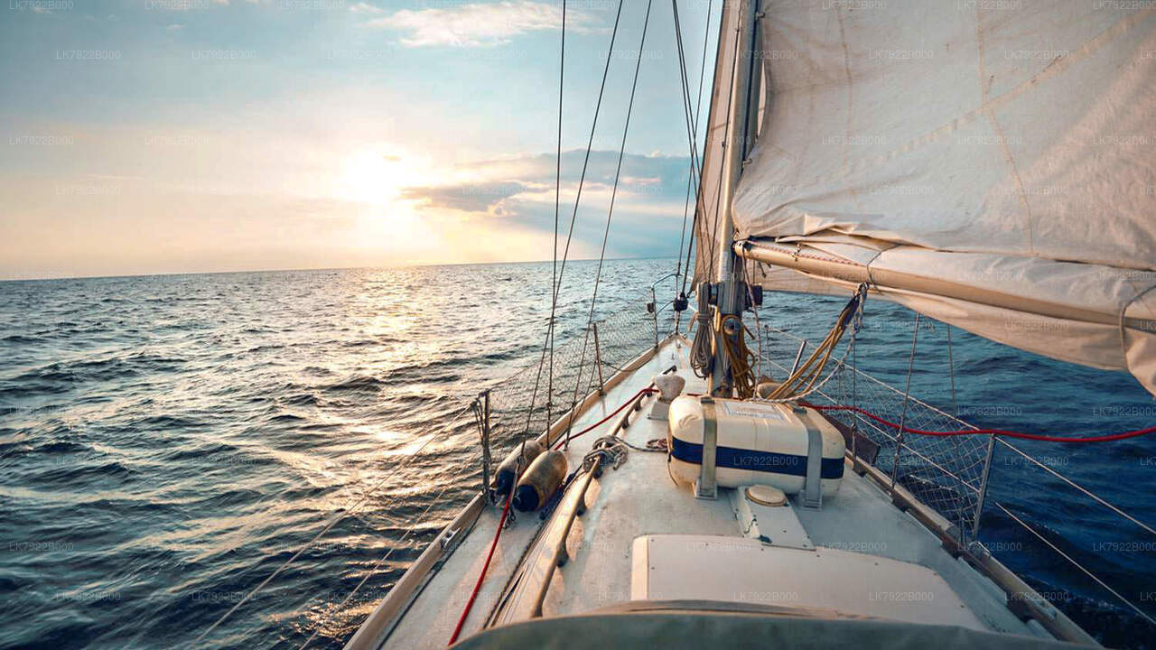 Crucero de avistamiento de ballenas en Trincomalee (Tour privado)