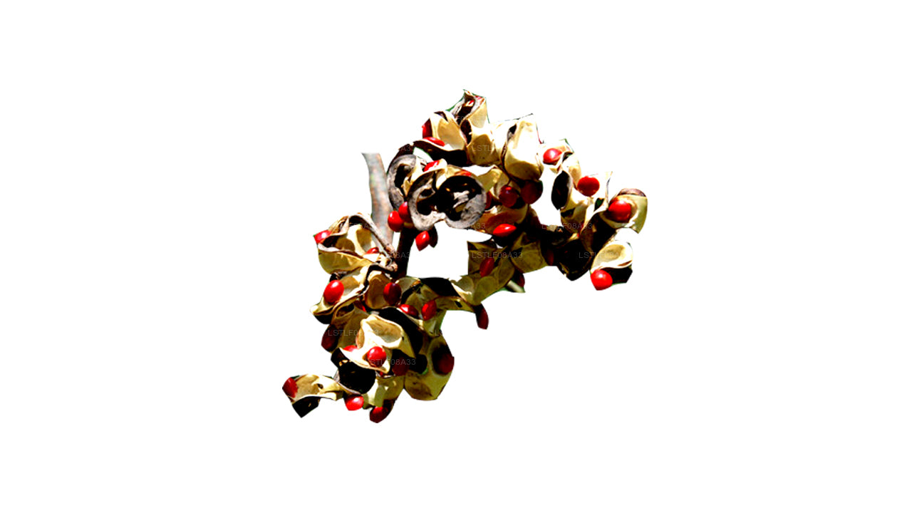 Semillas Lakpura Madatiya (semillas rojas, semillas decorativas) 250 semillas