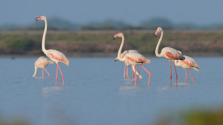 Flamingo Watching