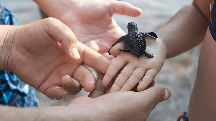 Day Tours from Kosgoda