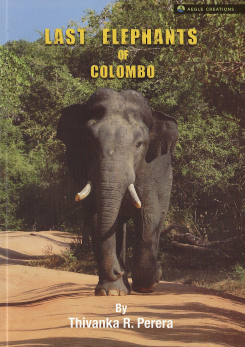 Last Elephants of Colombo