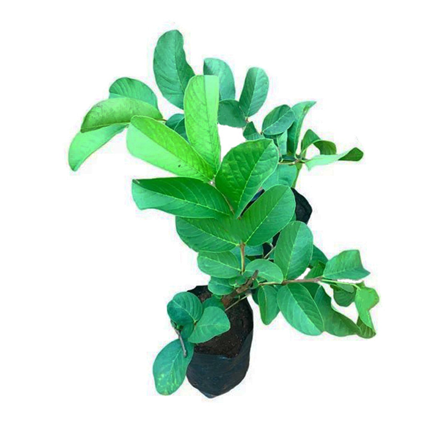 Planta frutal de guayaba Lakpura Kilo