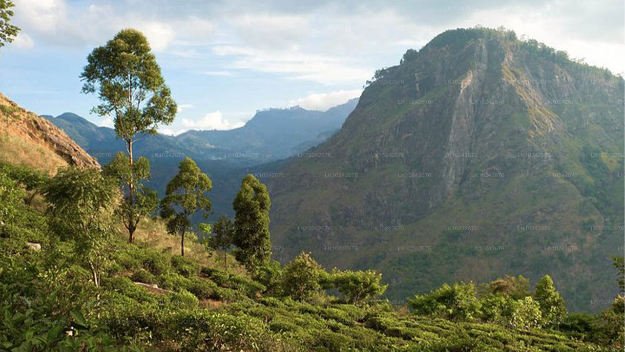 Misty Mountain Trails from Hikkaduwa (2 Days)
