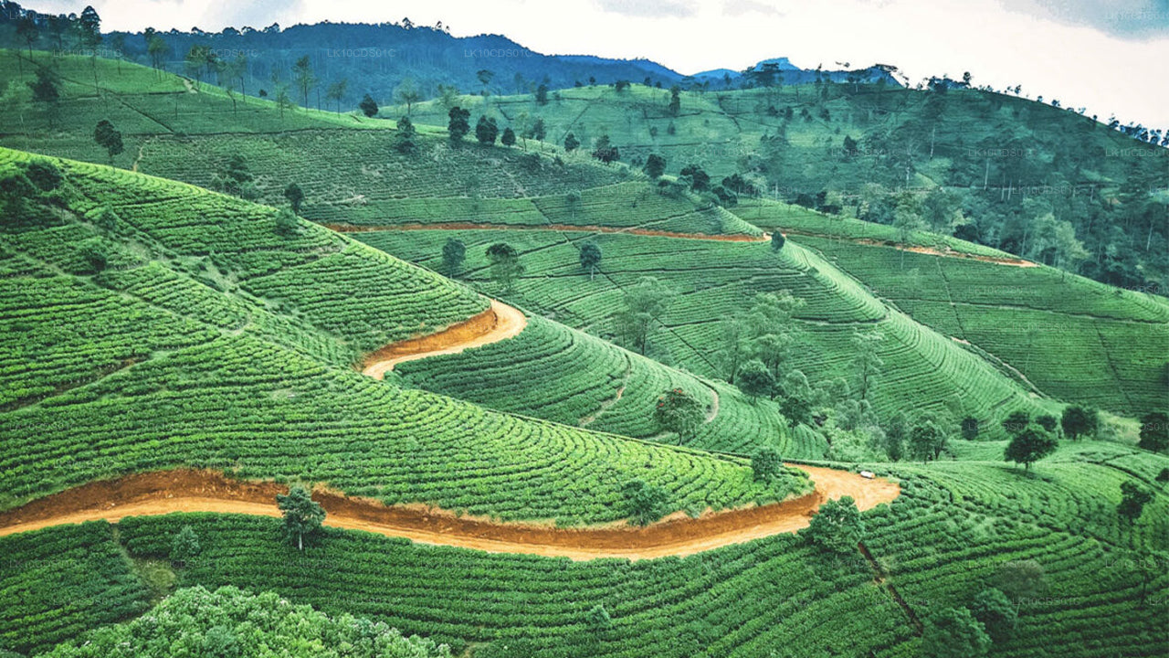 Lo más destacado de Sri Lanka en tren (12)