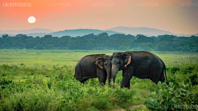 Private Tour from Arugam bay to Mirissa with Udawalawe Safari