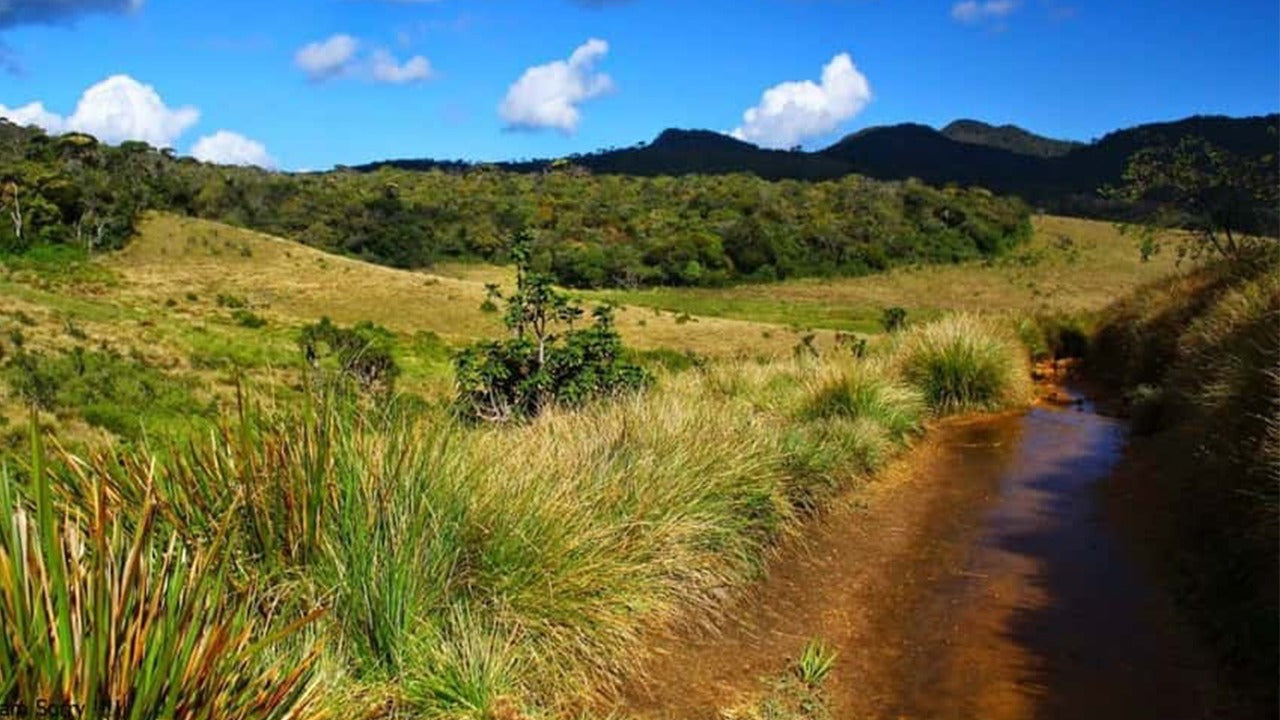 Visita guiada al Parque Nacional Horton Plains con entradas incluidas.