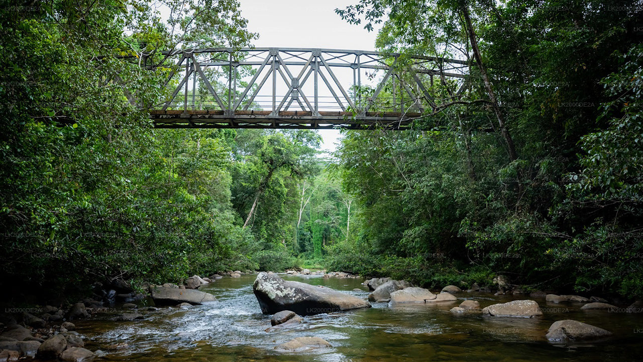 Visita guiada a la Reserva Forestal de Sinharaja con entradas incluidas.