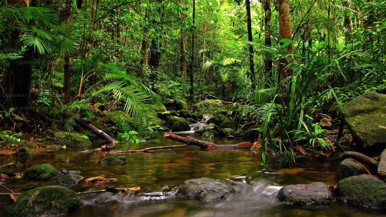 Visita guiada a la Reserva Forestal de Sinharaja con entradas incluidas.