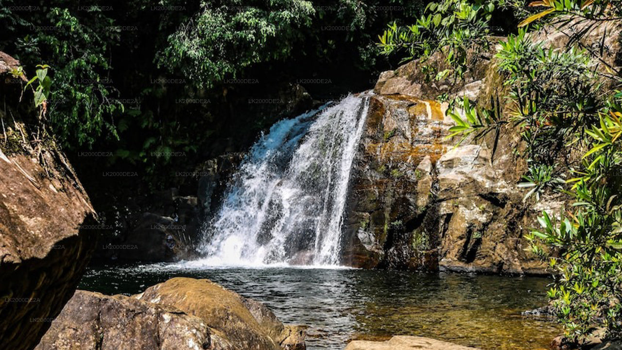 Visita guiada a la Reserva Forestal de Sinharaja con entradas incluidas.