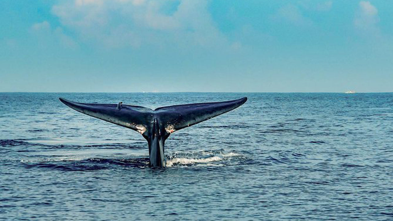 Crucero privado de avistamiento de ballenas de 7 horas desde Mirissa