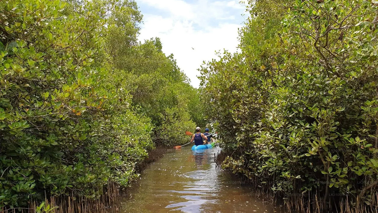 Excursión en kayak por la laguna desde Negombo