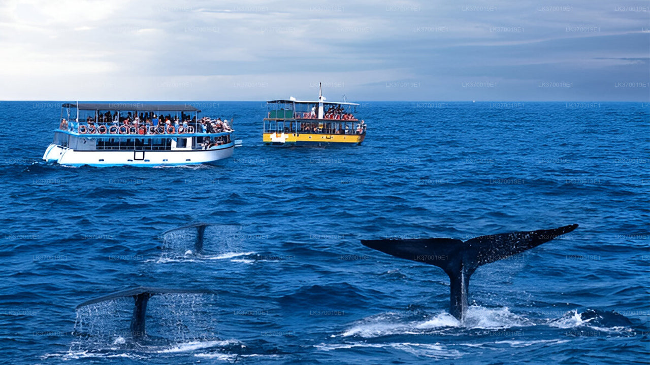 Whale Watching from Kosgoda on Shared Boat