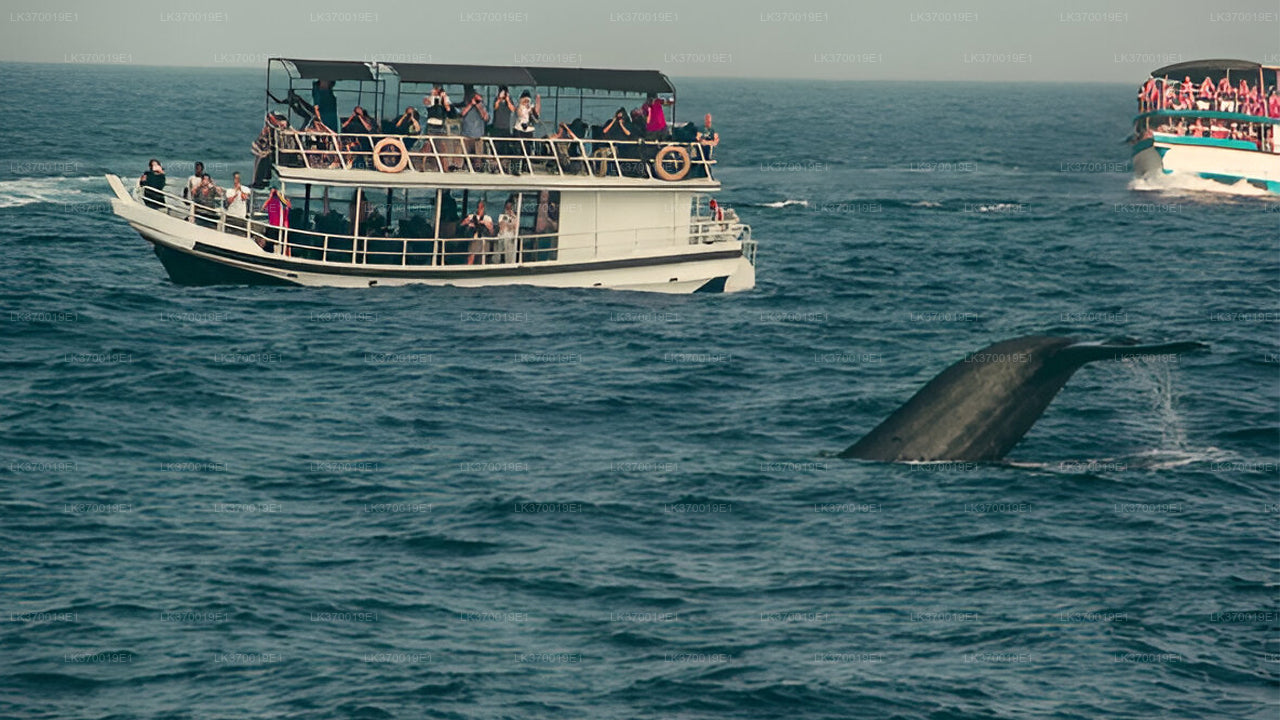 Whale Watching from Kosgoda on Shared Boat