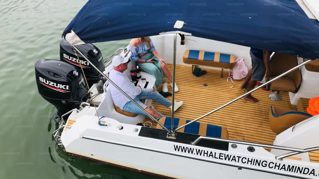 Excursión privada de avistamiento de ballenas en lancha rápida de lujo desde Mirissa