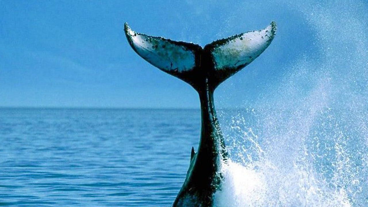 Excursión privada de avistamiento de ballenas en lancha rápida de lujo desde Mirissa