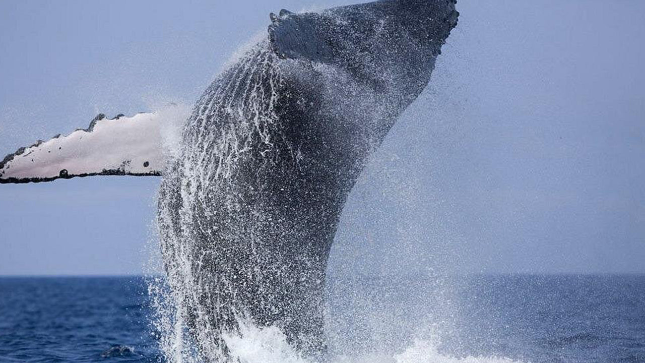 Excursión privada de avistamiento de ballenas en lancha rápida de lujo desde Mirissa