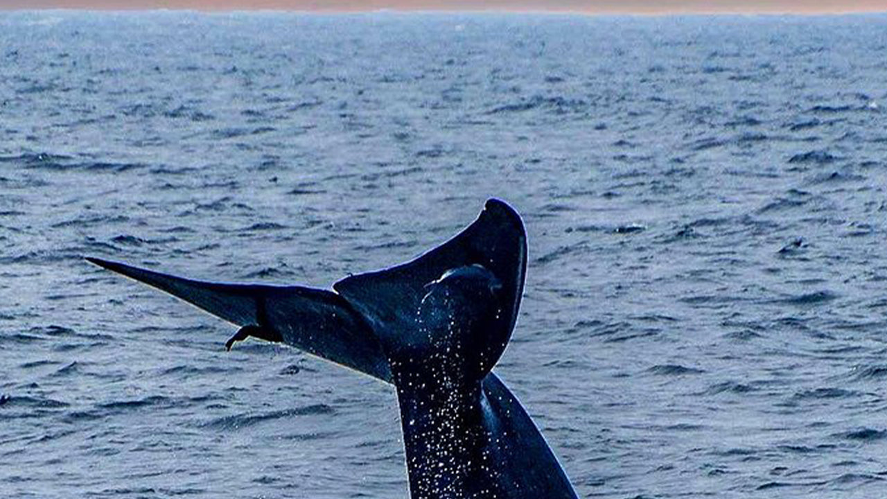 Excursión privada de avistamiento de ballenas en lancha rápida de lujo desde Mirissa