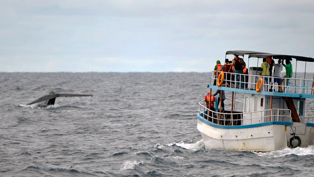 Avistamiento de ballenas desde Dikwella en barco compartido