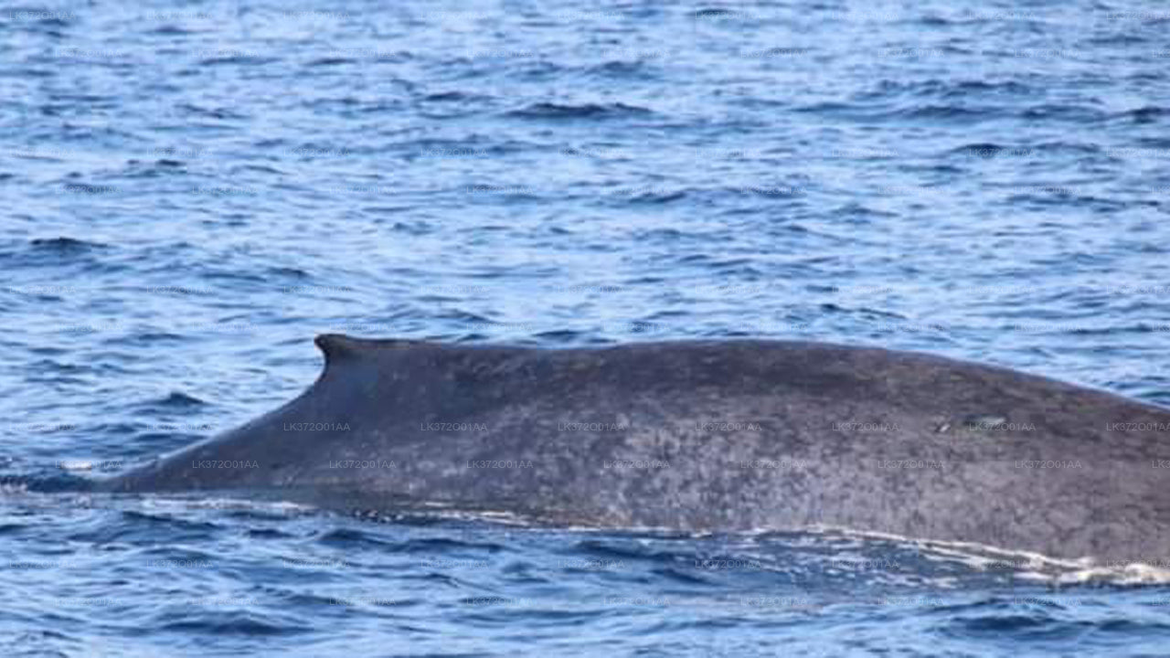 Avistamiento de ballenas desde Mirissa en barco compartido